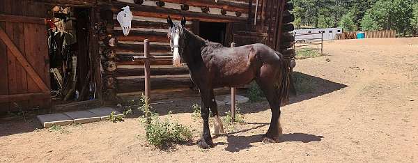 trick-shire-horse