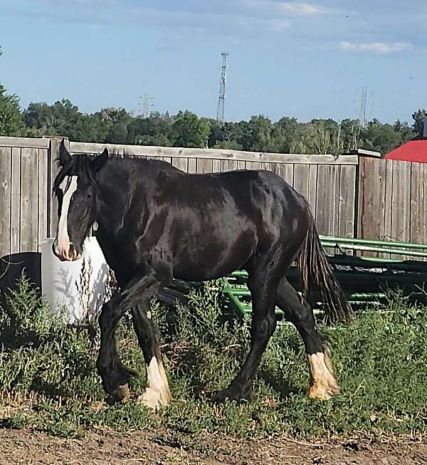 16-hand-shire-stallion