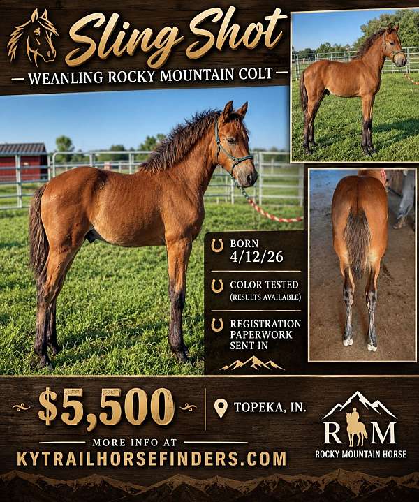 breeding-rocky-mountain-horse