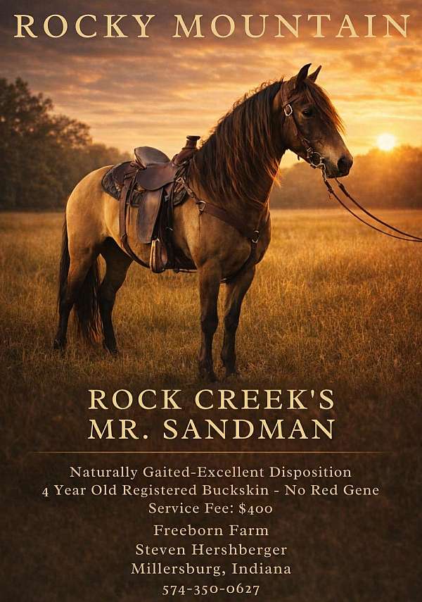flashy-rocky-mountain-horse