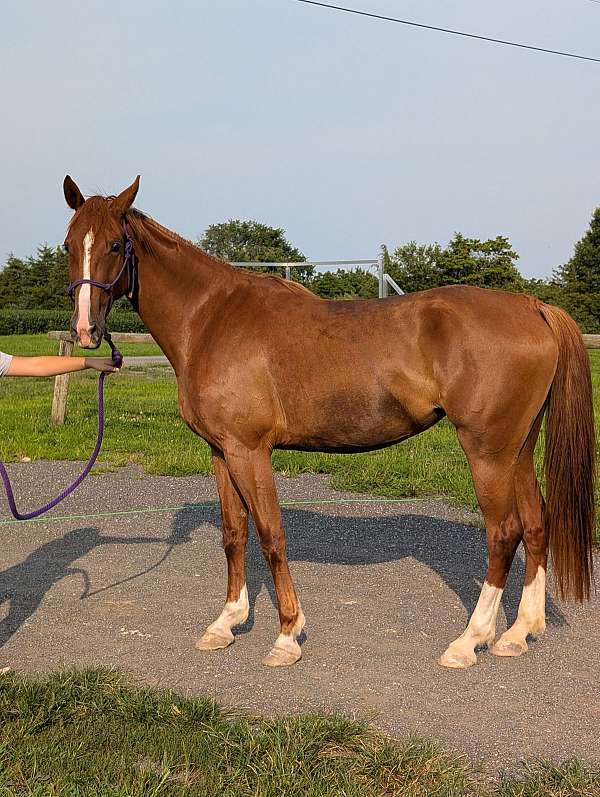 beginner-mare