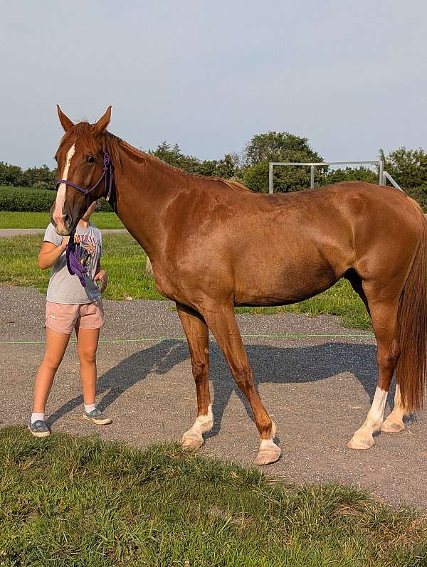 beginner-horse