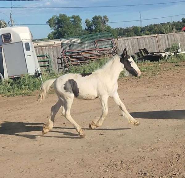 blue-eyed-gypsy-vanner-horse