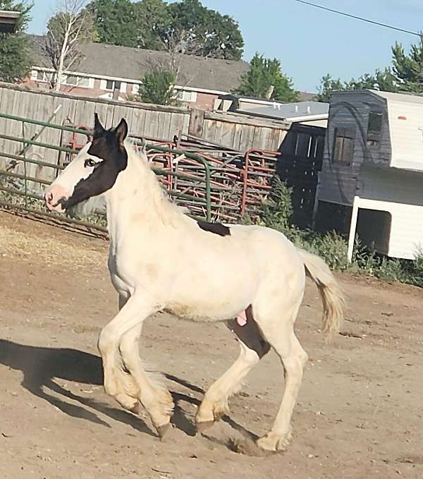 cross-gypsy-vanner-horse