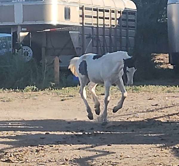 draft-gypsy-vanner-horse