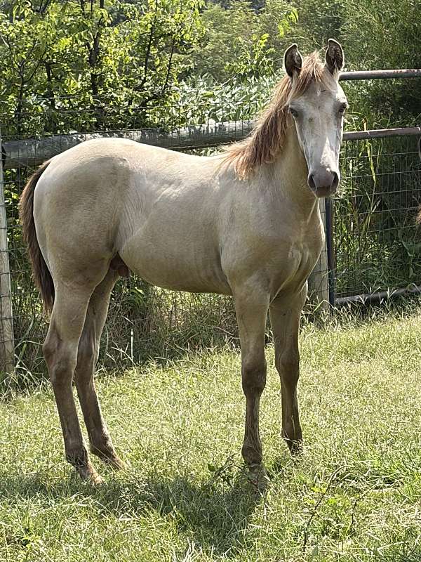 11-hand-kentucky-mountain-gelding