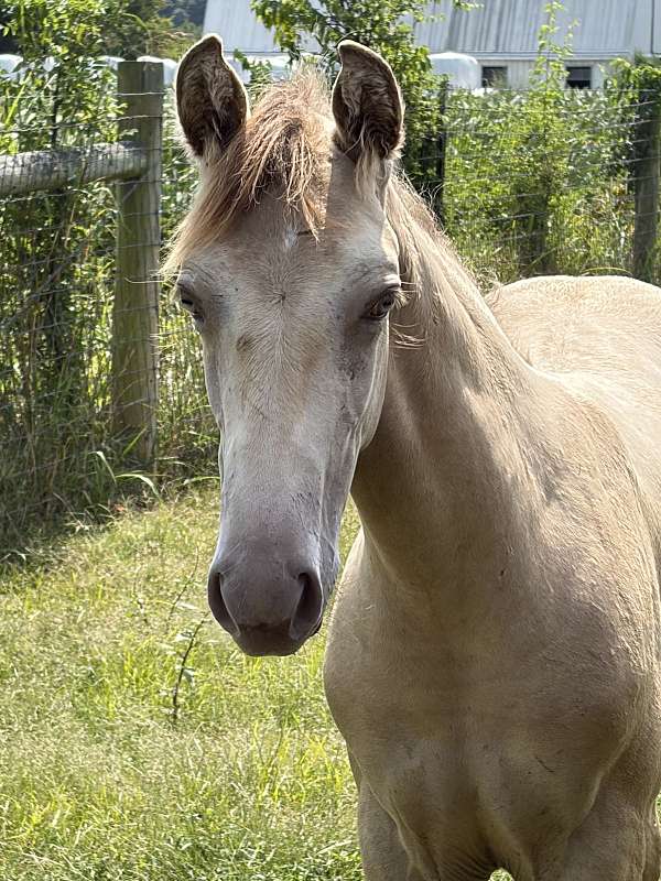 breeding-kentucky-mountain-horse
