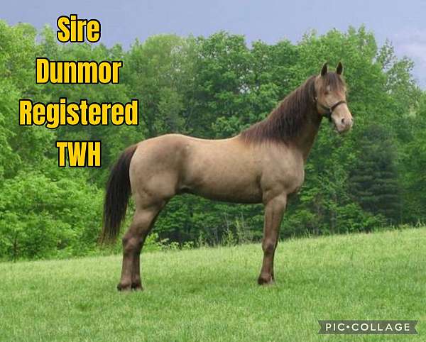 flashy-kentucky-mountain-horse