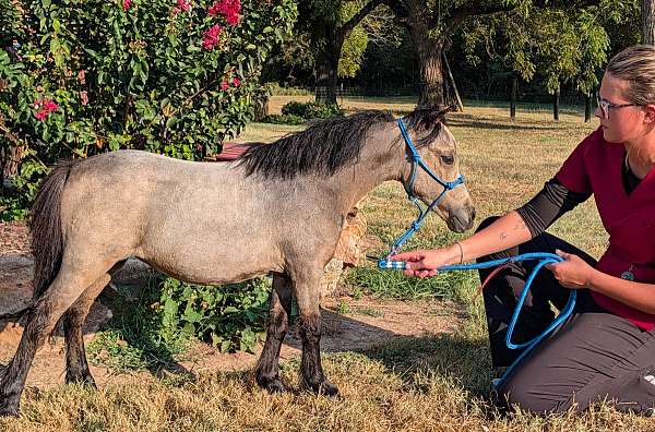therapy-filly-weanling