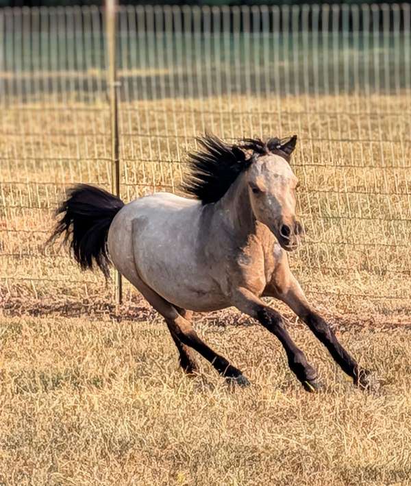 bubbles-miniature-horse