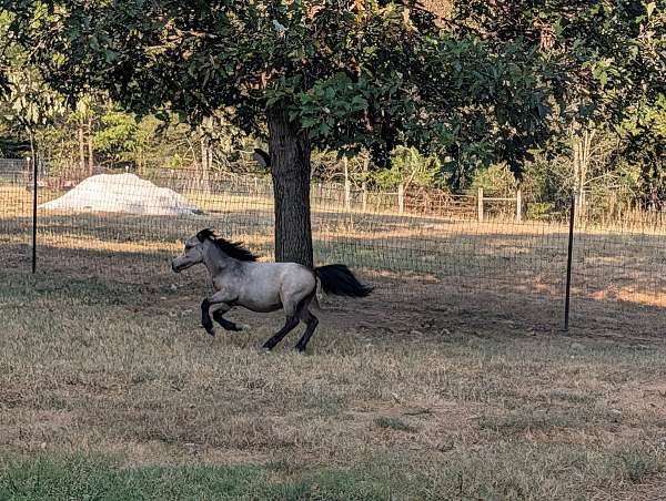 super-cute-miniature-horse