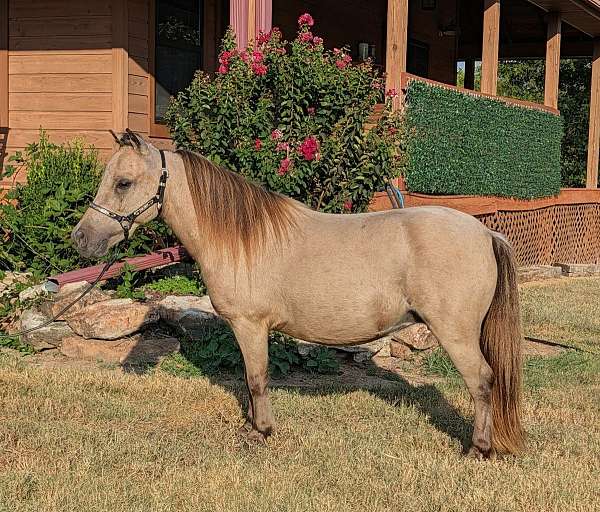 buckskin-miniature-mare