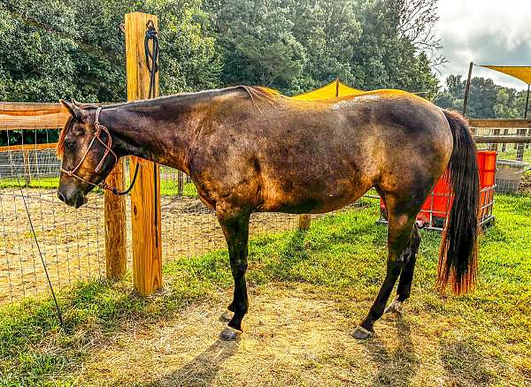 black-right-hind-white-coronethoof-horse