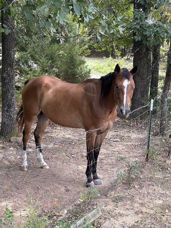 bay-all-around-cutting-horse