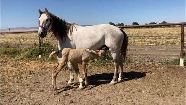 lusitano-mare