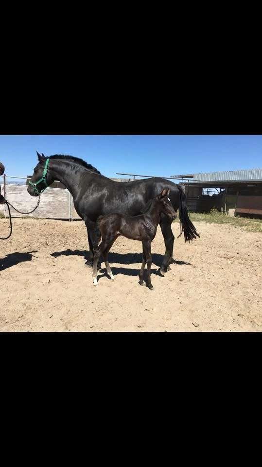 lusitano-horse-for-sale