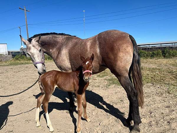 lusitano-horse