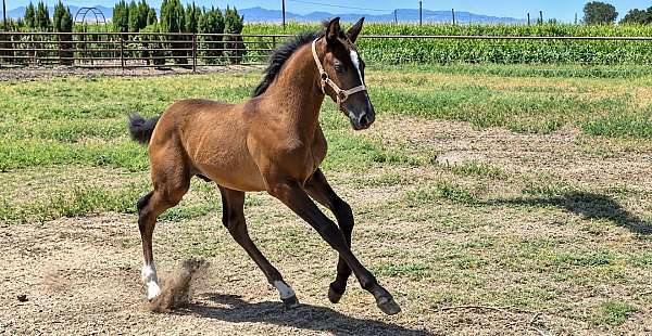 lusitano-colt