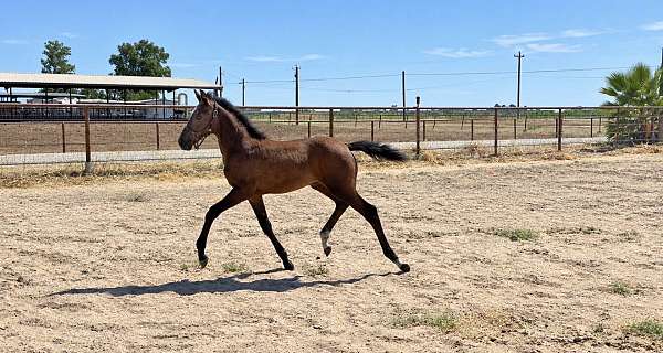 colts-for-sale-lusitano-horse