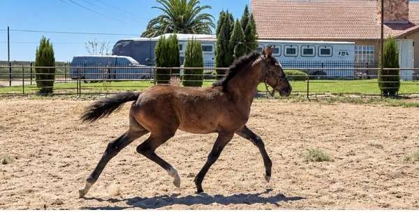few-lusitano-horse