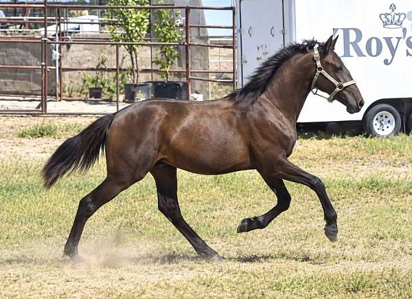 lusitano-filly