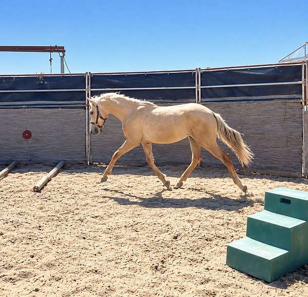 lusitano-horse-for-sale