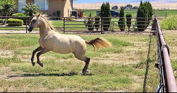 lusitano-horse