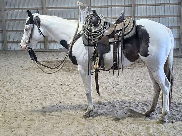 foundation-youth-filly