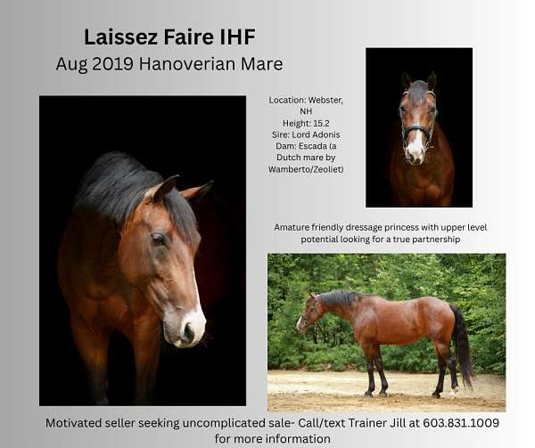 dressage-show-hanoverian-horse