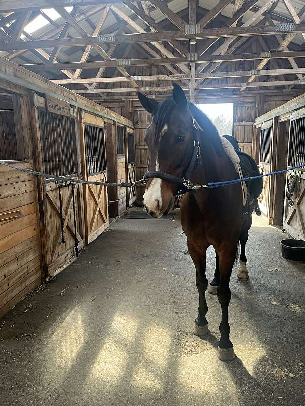 hanoverian-mare