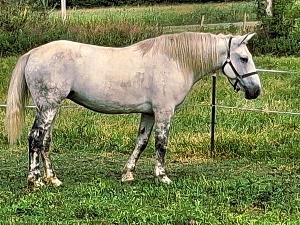 grey-draft-mare-foal