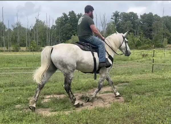 grey-morgan-mare-foal