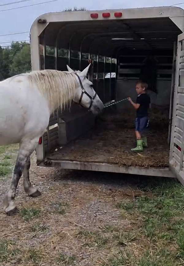 grey-percheron-mare-foal