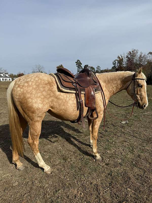 quarter-horse-mare