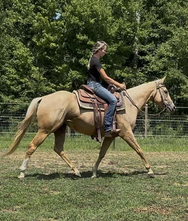 quarter-horse-for-sale