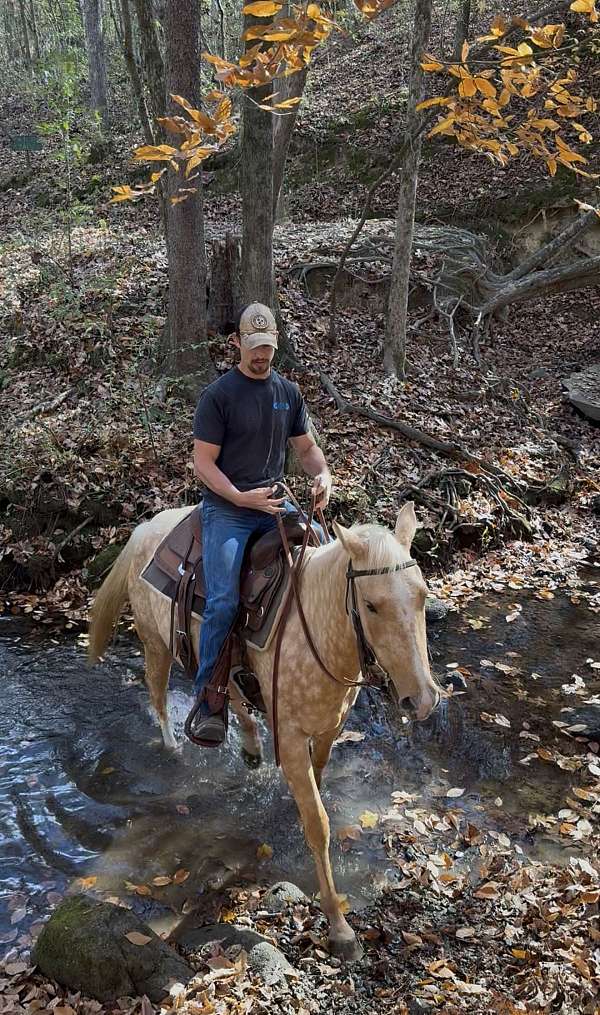 quarter-horse