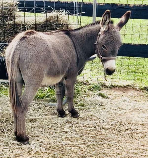 grey-donkey-miniature