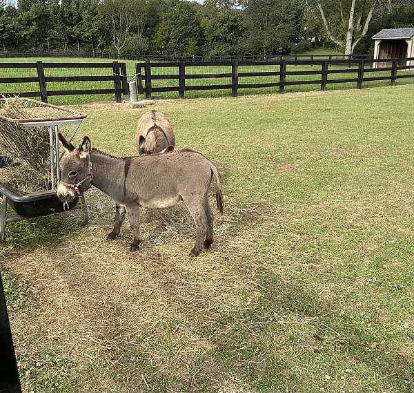 grey-donkey-colt