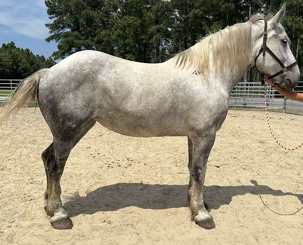 grey-mare-for-sale