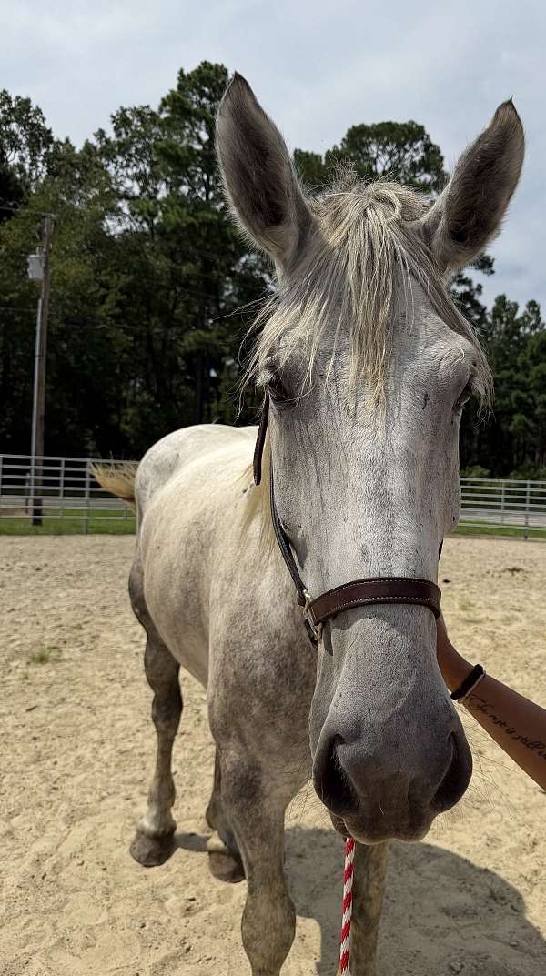 18-hand-percheron-mare