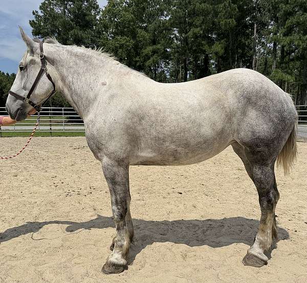 grey-percheron-mare