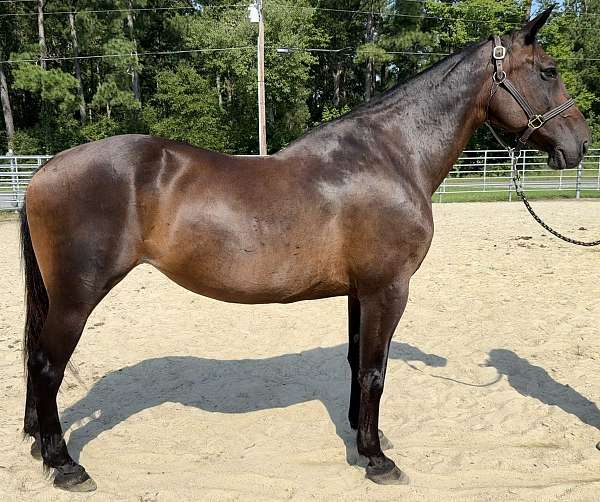 bay-mare-for-sale