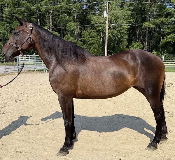 bay-draft-mare