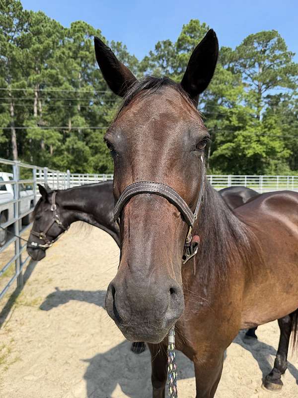 15-hand-draft-mare