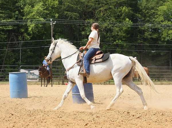 barrel-half-arabian-pony