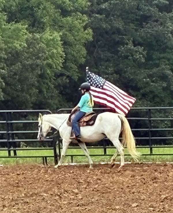 experienced-half-arabian-pony