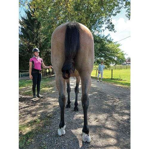 all-around-appendix-horse
