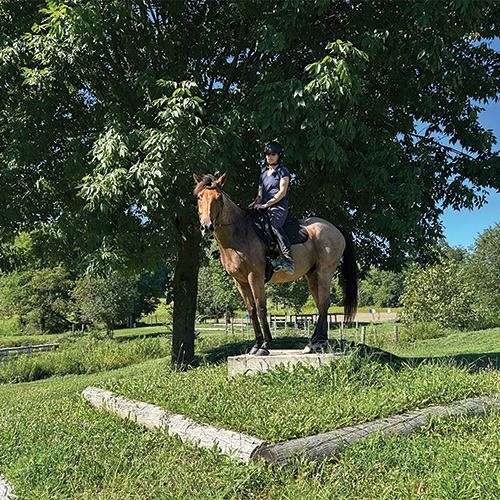 athletic-appendix-horse