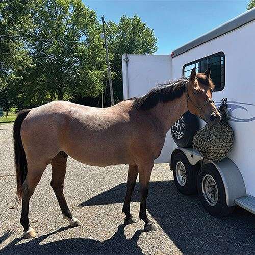 bay-roan-white-half-pastern-on-both-hinds-horse