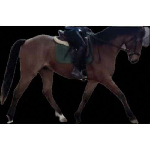 dressage-appendix-horse